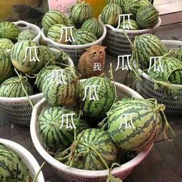 娱乐会吃瓜,揭秘明星们的“吃瓜”日常